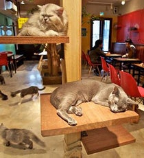 catcafe