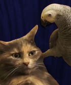 #NoNewFriends: 6 Cats Rejecting Bird Friendships