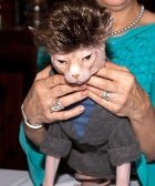 Fur-ocious Pics From The Cat Fashion Show