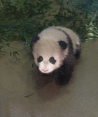 Squee! Baby Panda Bao Bao Debuts On Instagram