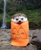 Biddy The Hedgehog Is Here To Brighten Your Day