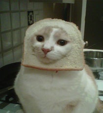 cat_breading
