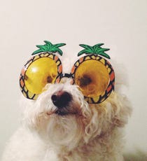 Opener_05_sarawenokur