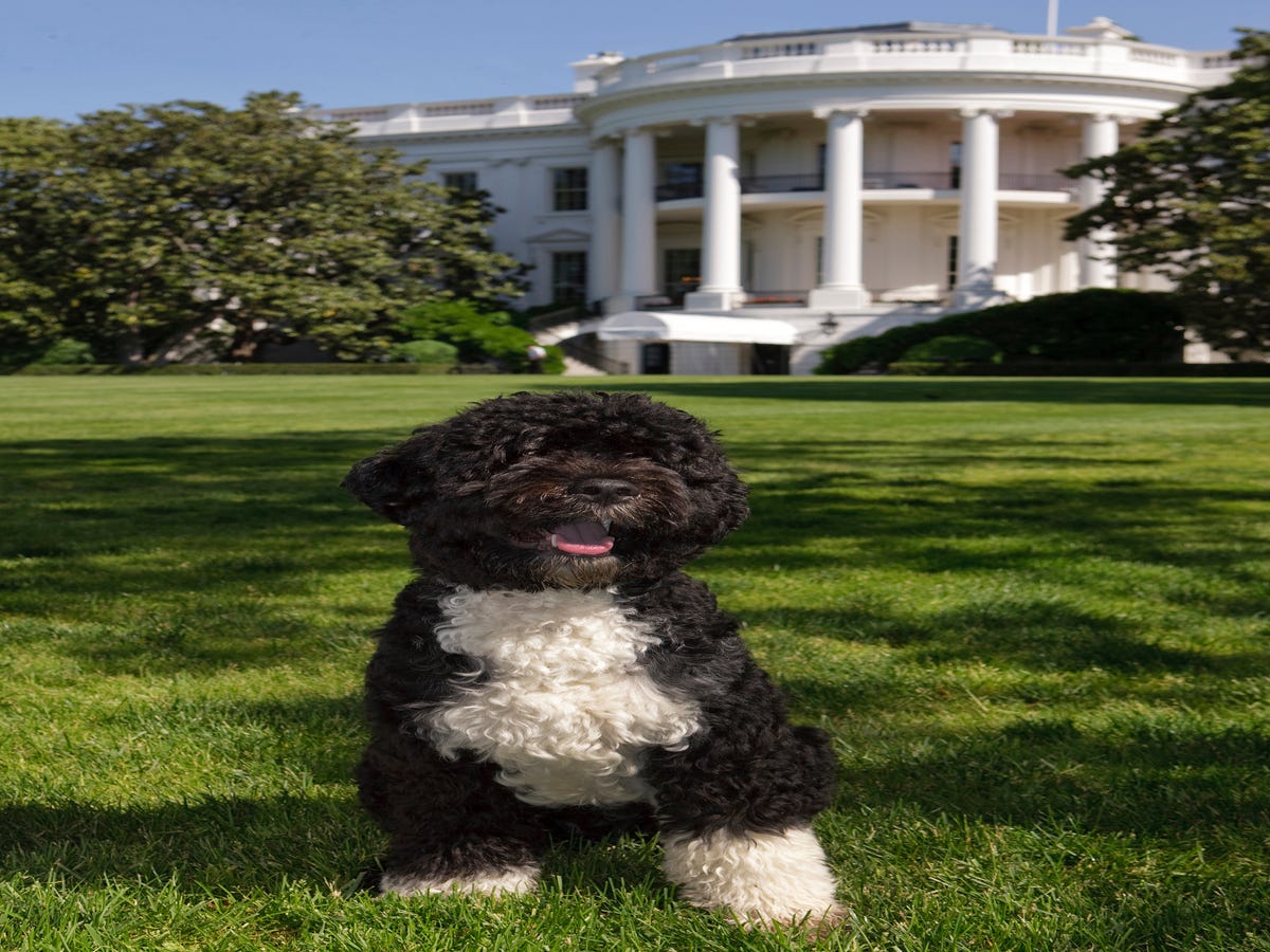 15 Times Bo & Sunny Obama Stole Our Hearts