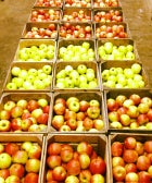 The Essential Guide To Apple-Picking In D.C.