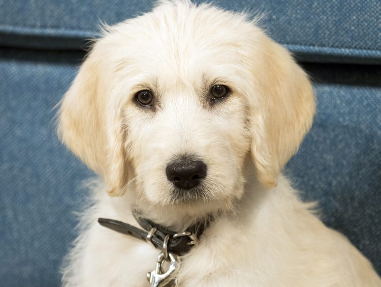 Chrissy Teigen Guy Fieri Halloween Costume