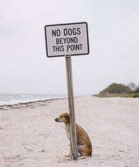 dogs