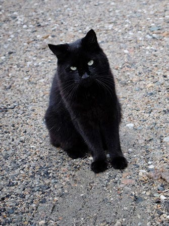15_13_10_MiscCatBoots_NinaWestervelt copy