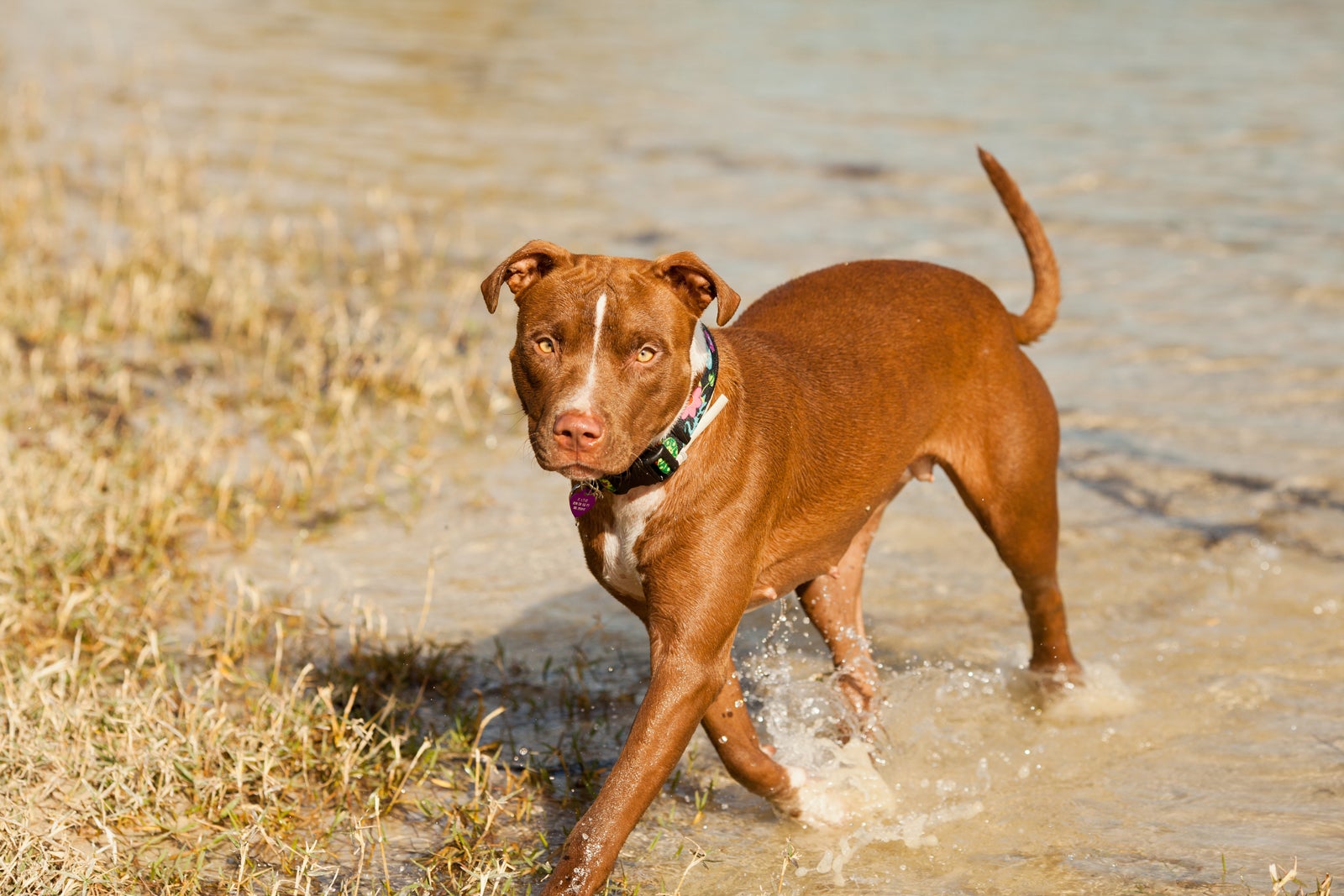 Best Dog Parks Cute Miami Dogs