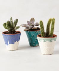Anthropologie-Handpainted-Windowsill-Pot-$6-main
