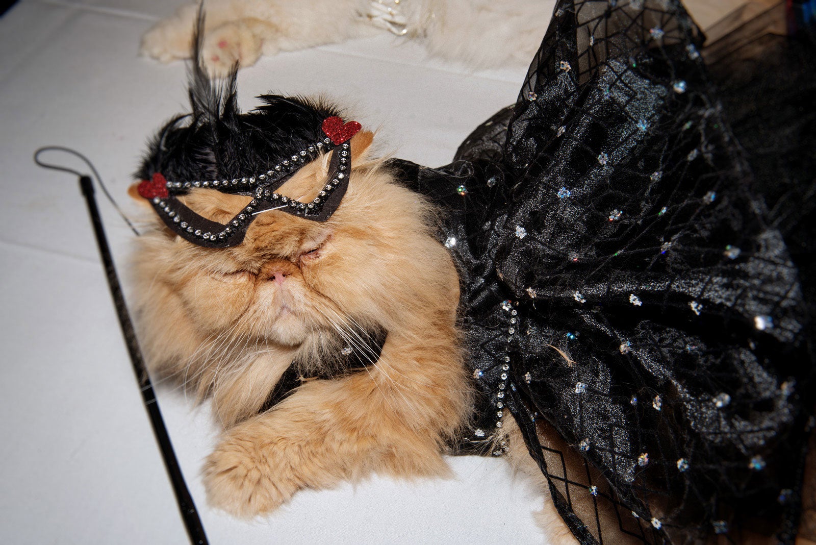 Cat Fashion Show Algonquin Hotel Pictures 2013