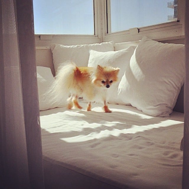 Cutest Animals On Instagram Contest