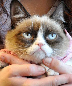 Best Memes 2012 - Favorite Meme Of The Year