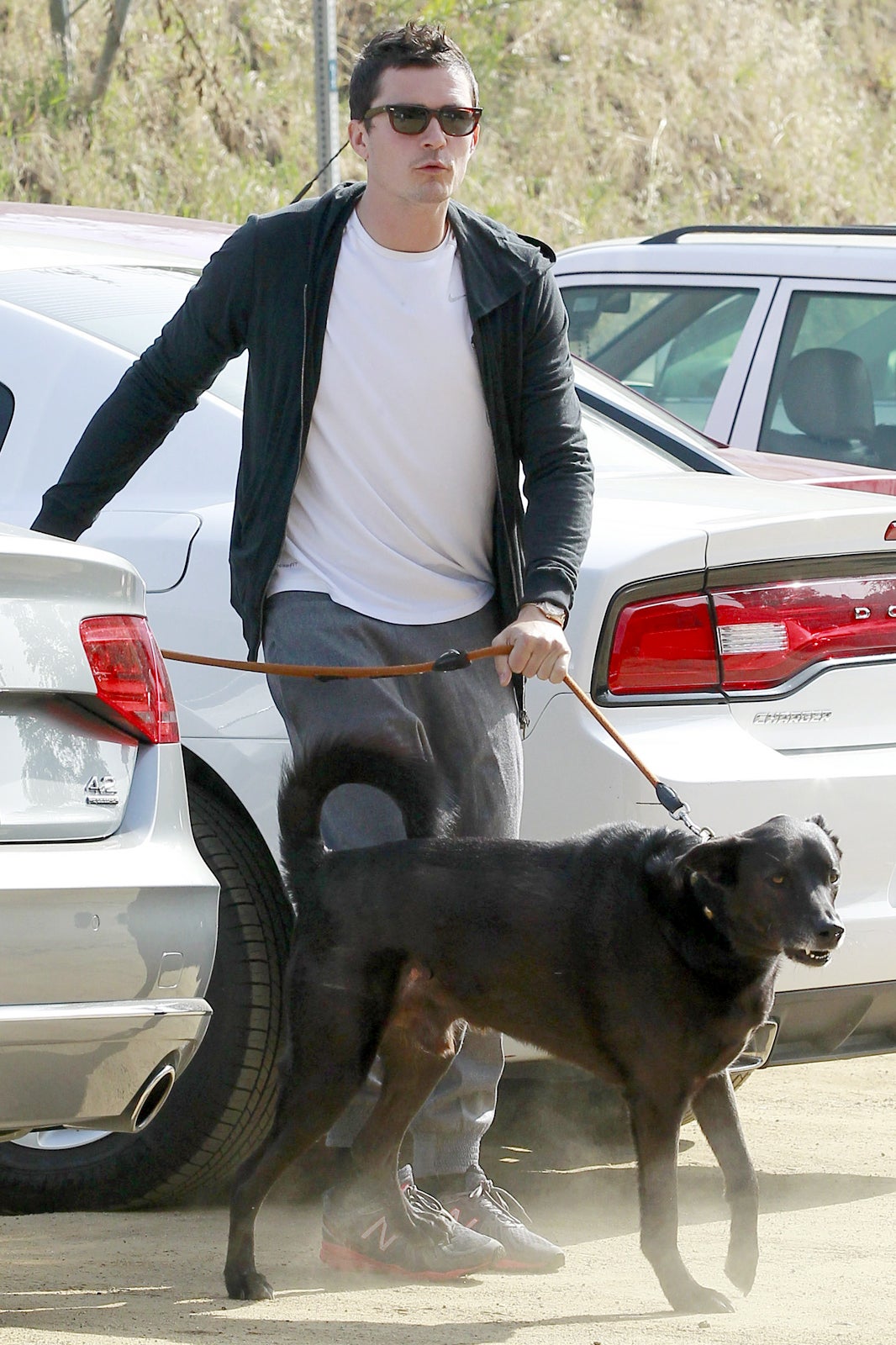 Celebrity Dogs — The Pets Of Hollywood Stars