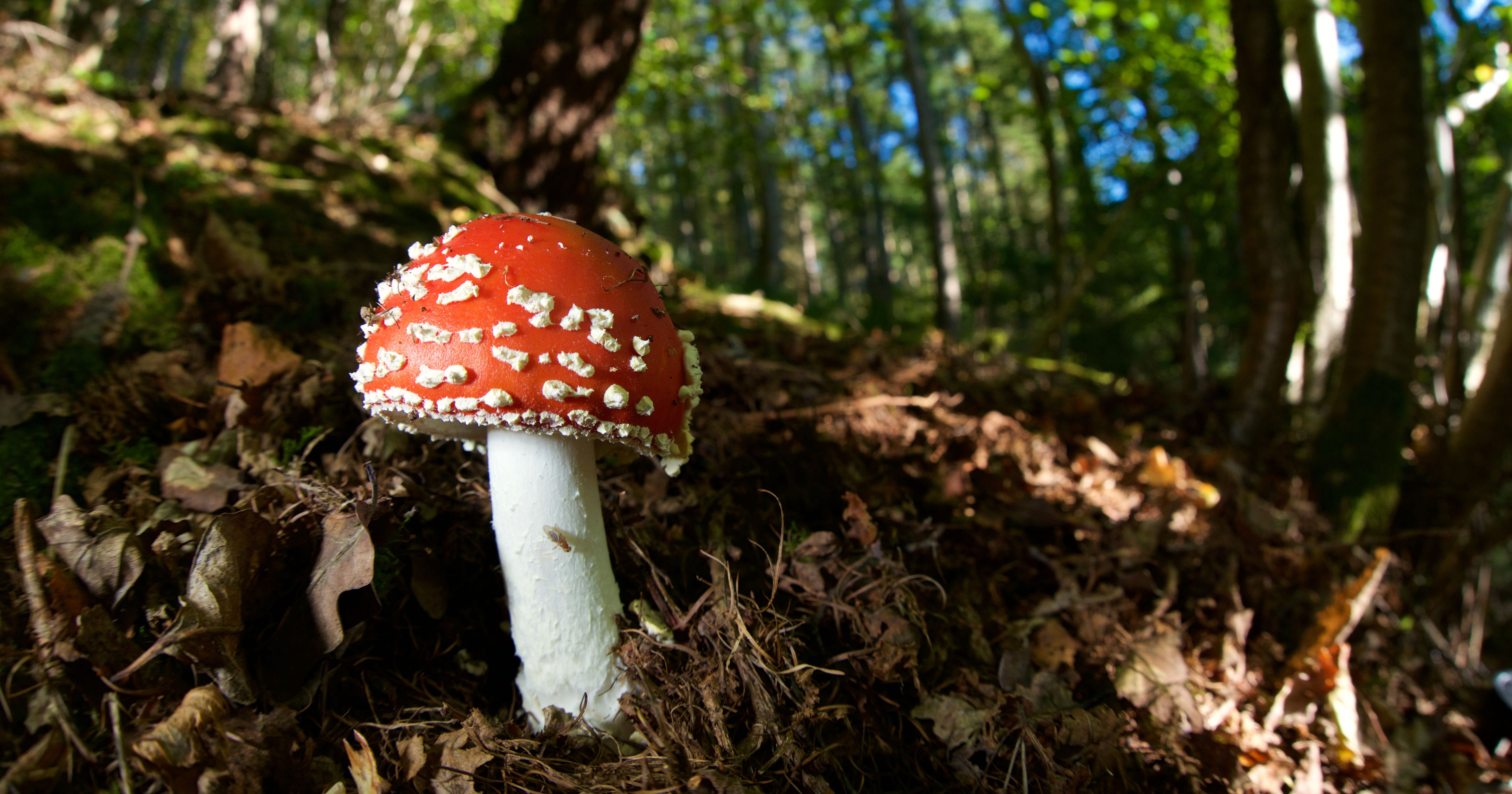 Mushroom Fungus Furniture Ecovative BioMASON