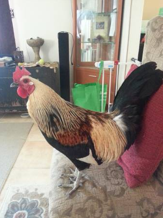 Scott Disick End Kardashian Curse Rooster Craigslist