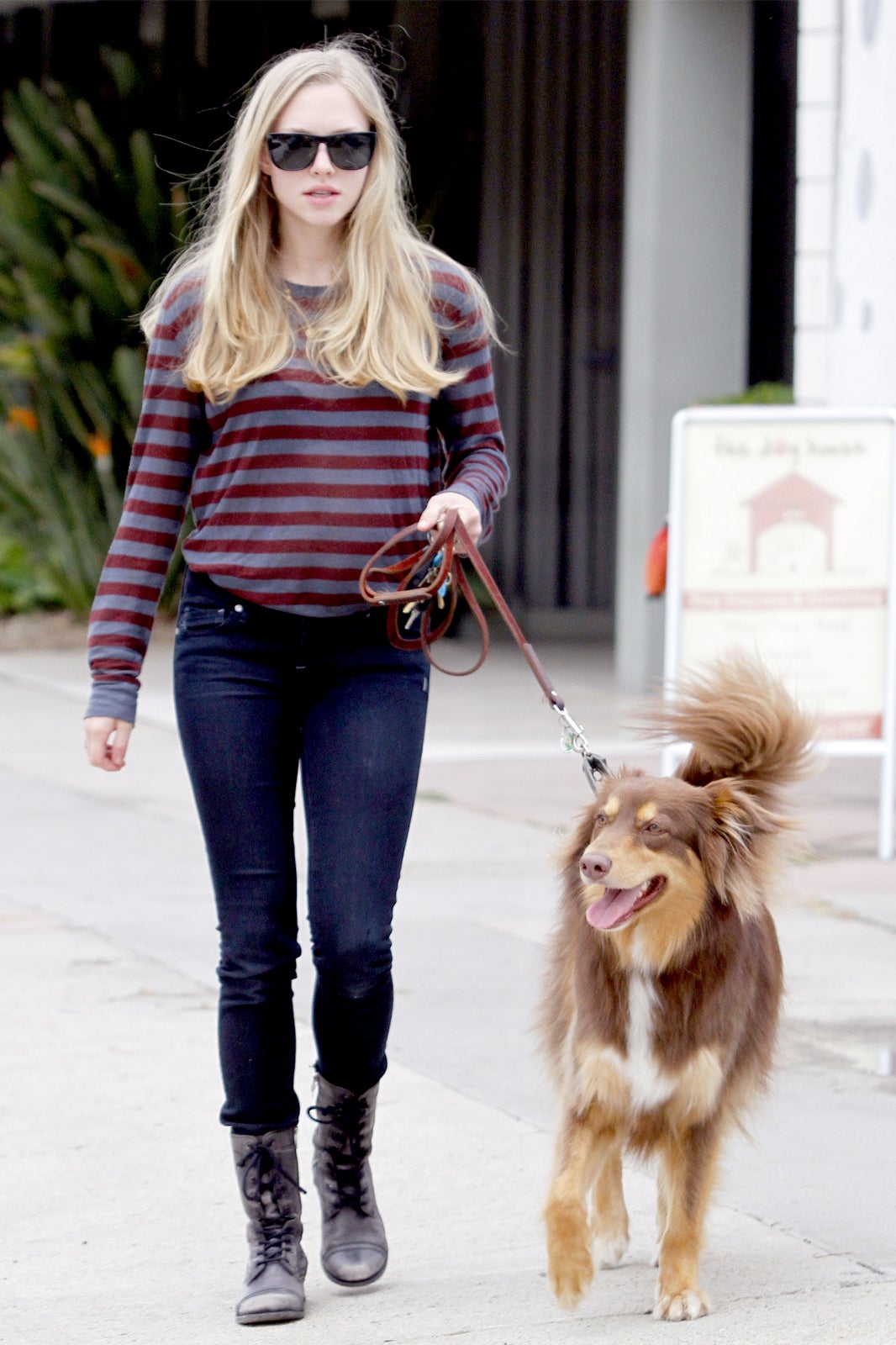 Best Celebrity Dogs — Adoptable Puppies