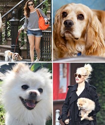 The 8 Cutest Celeb Pups & Doggie Doppelgängers You Can Adopt The 8 Cutest Celeb Pups & Doggie Doppelgängers You Can Adopt