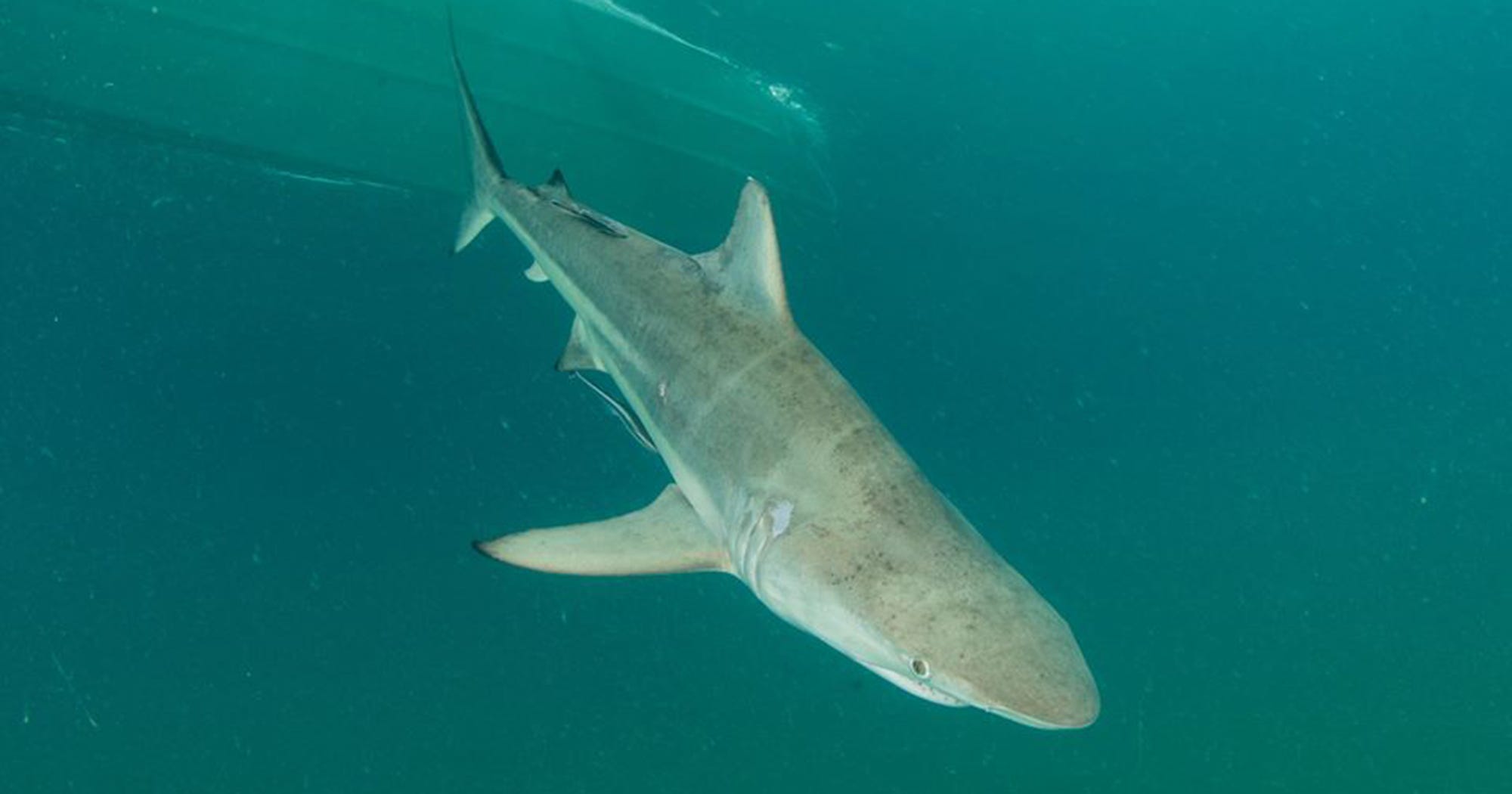 Shark Migration Southern Florida Spring Break