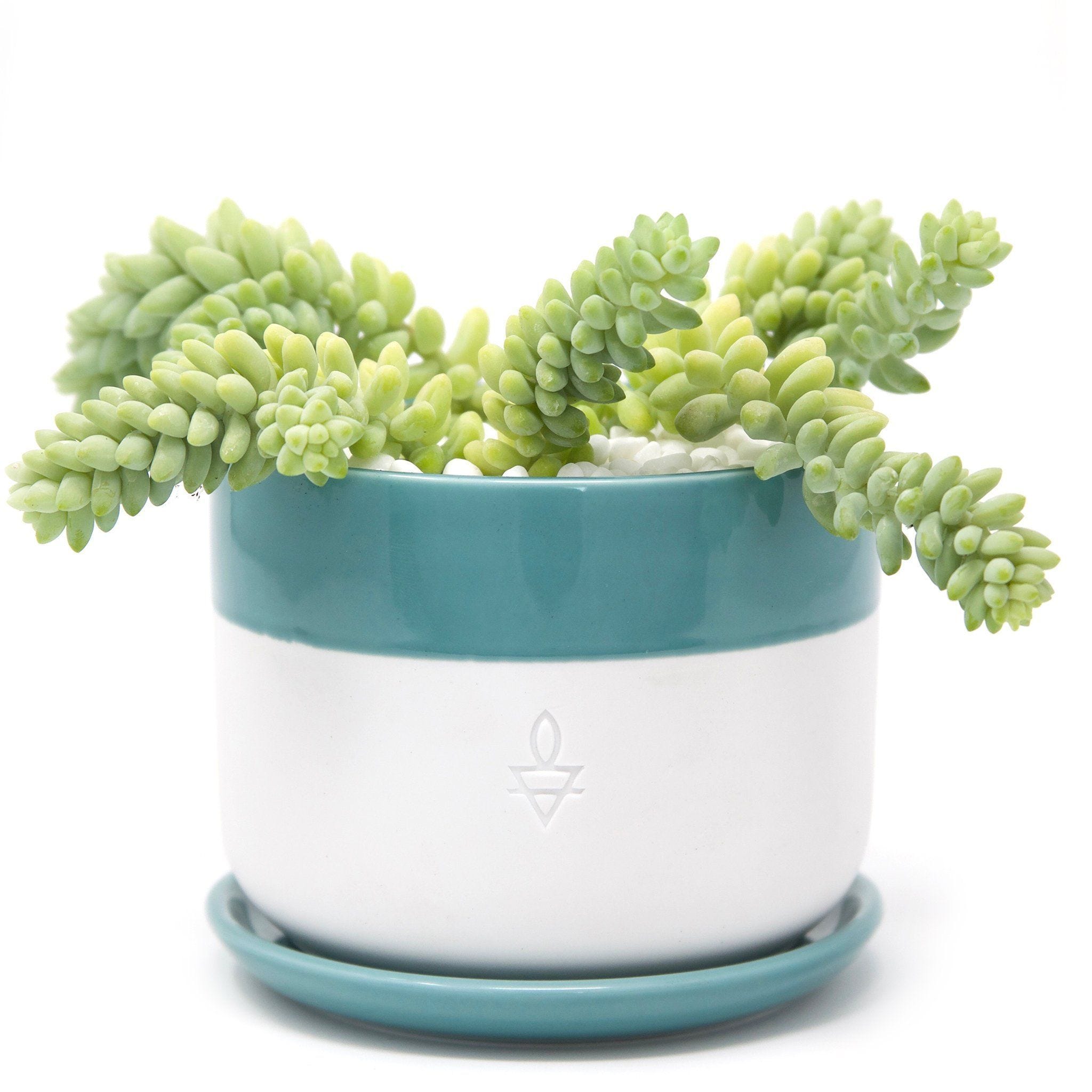 Ing Plants Online Plant S To Order Houseplants