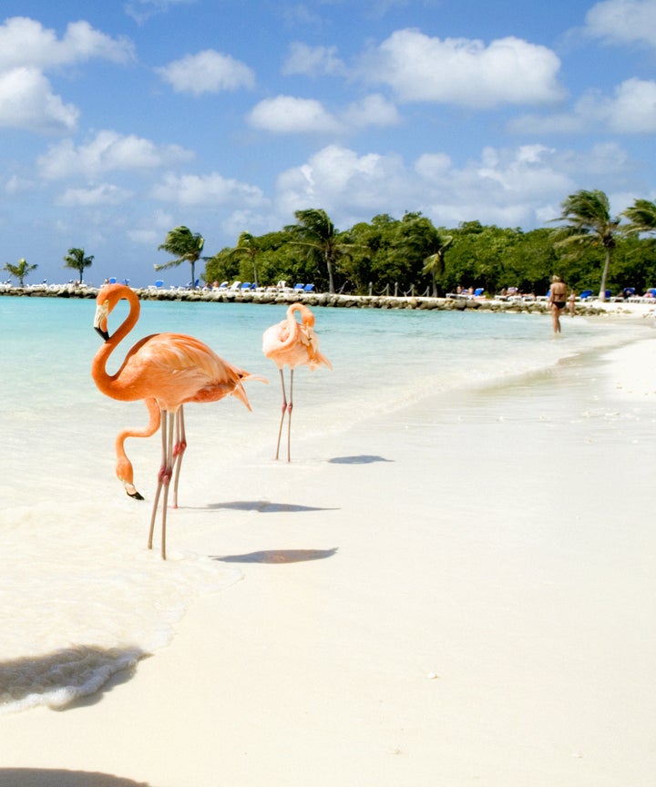 Flamingo Beach Aruba Renaissance Resort Oranjestad There S A Caribbean Beach Where You Can Chillax With Flamingos Our Travel Dreams Have Come True