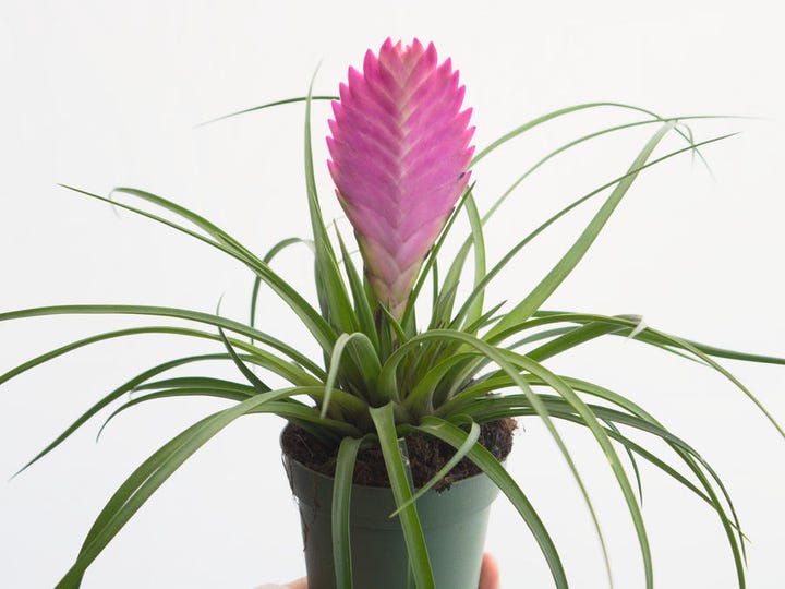 Ing Plants Online Guide Houseplants Plant S Photo Courtesy Of Etsy Tropical Fresh Plants