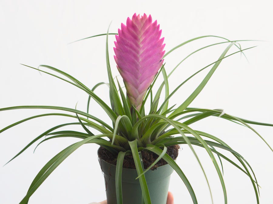 Ing Plants Online Plant S To Order Houseplants