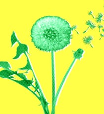 Allergies_LyNgoOpener