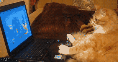 https://s2.r29static.com//bin/entry/7fb/x/1544118/image.gif