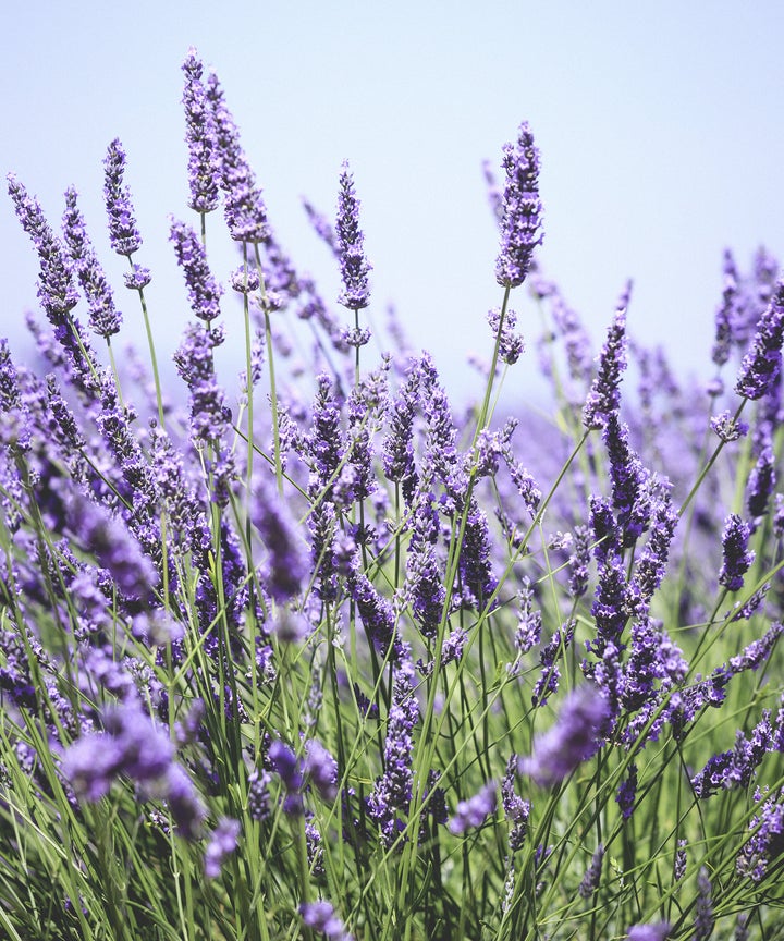 Best Indoor House Plants That Smell Good Feng Shui Tips 7 Herbs That Will Make Your House Smell Great Just Might Be Magic