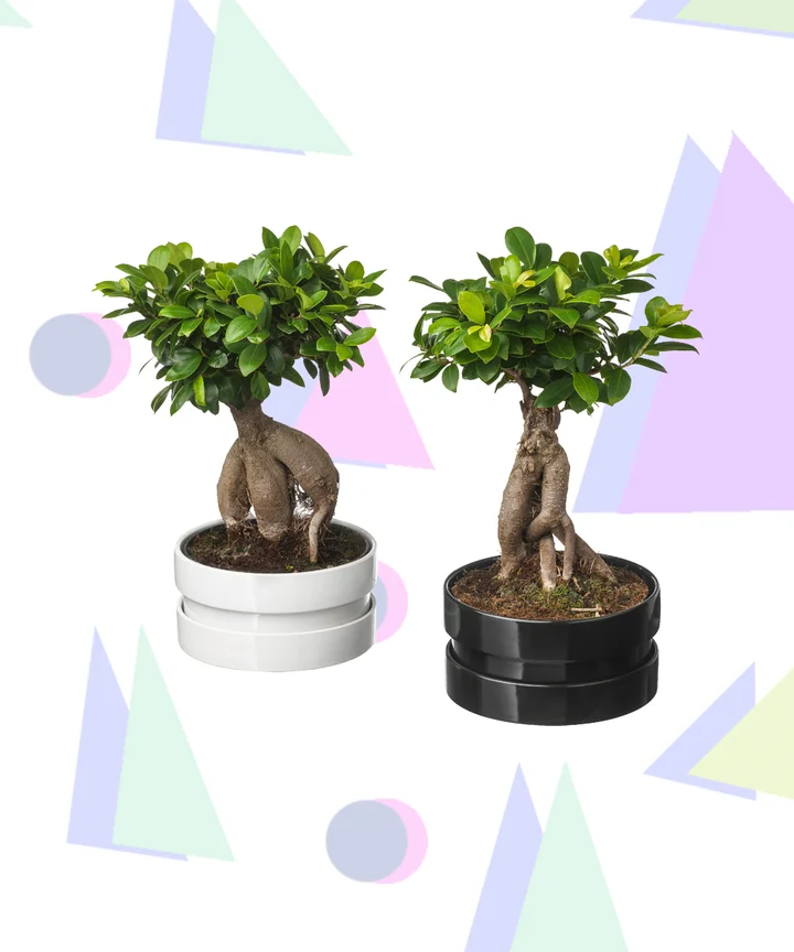 Best Ikea Plants Succulents Pots Planter Stands Much Like Zooey Deschanel And Joseph Gordon Levitt S Characters In 500 Days Of Summer We Too Could Blissfully Play House Ikea The Swedish Super Is