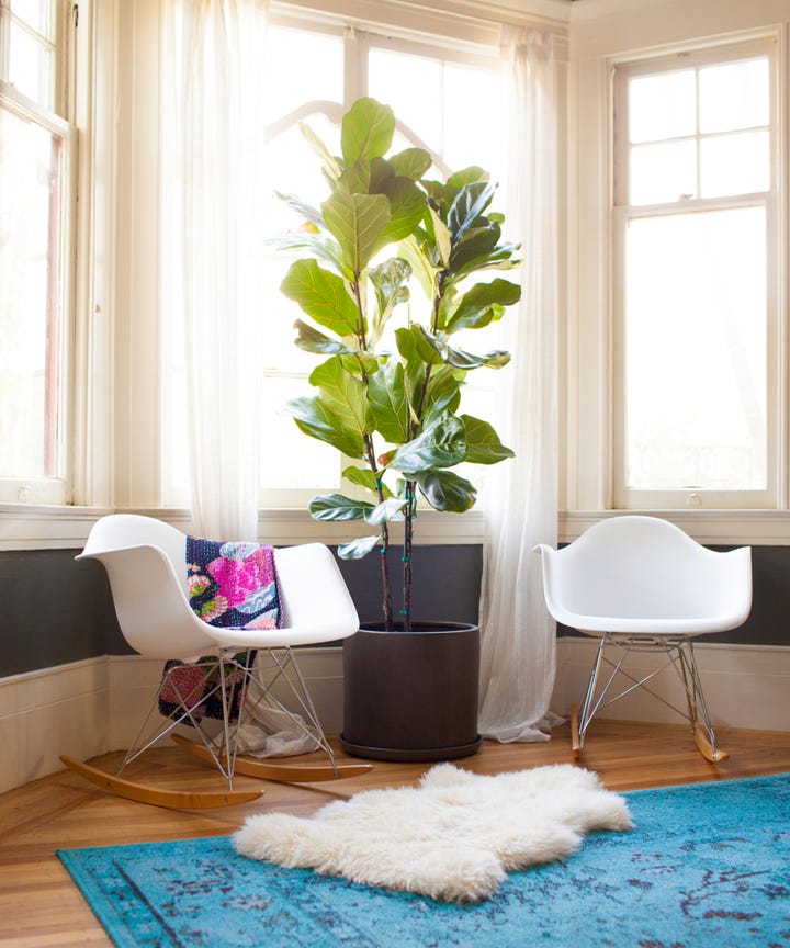 The Best Indoor House Plants For Small Flats A Guide To The Best House Plants For Small Flats