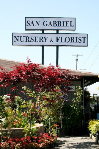 Best Nurseries In La