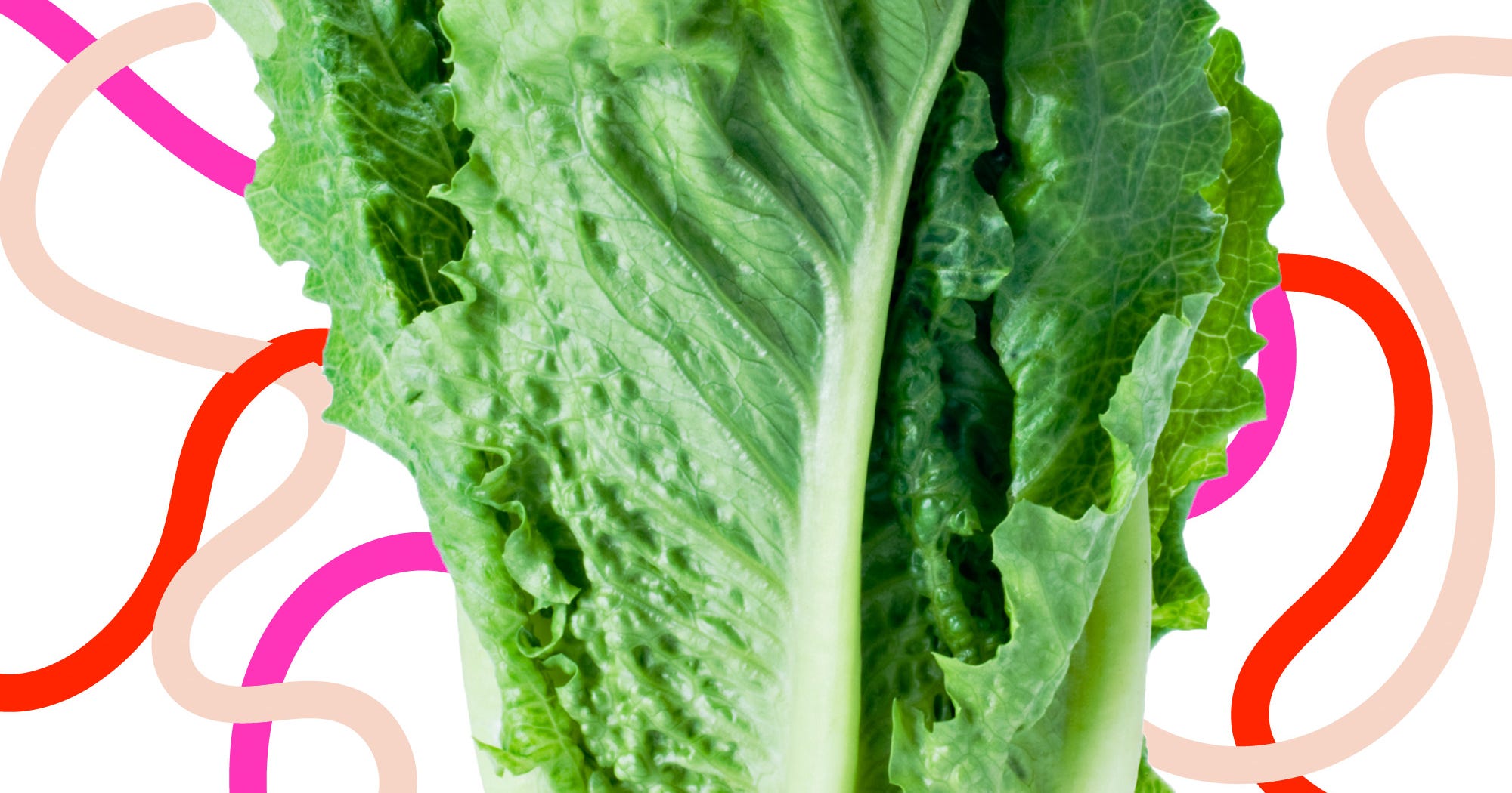 University Of Maryland Lettuce Club Eating Contests