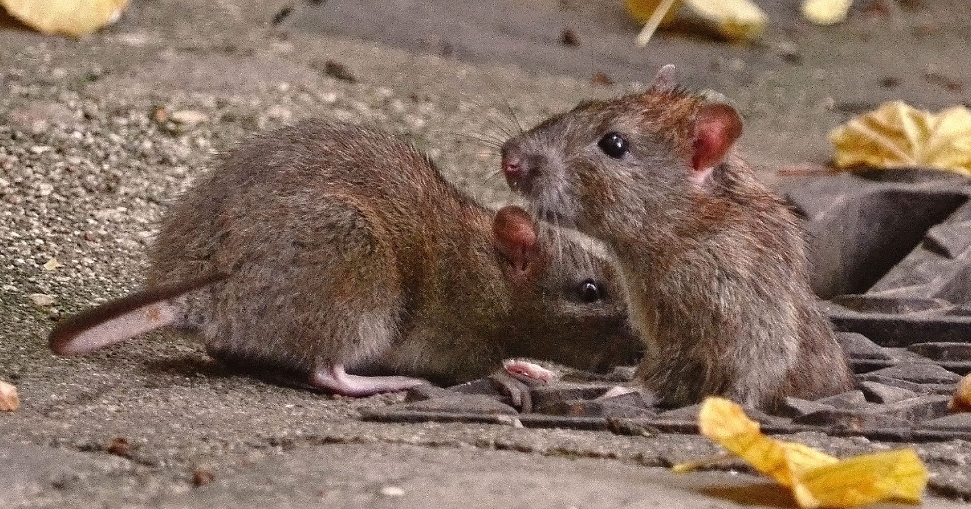 Churro Rats New York Subway Viral Video