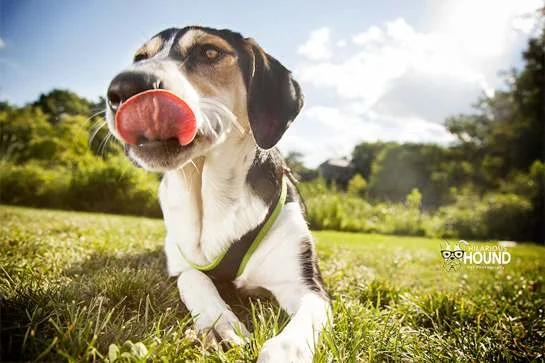 social tees petfinder