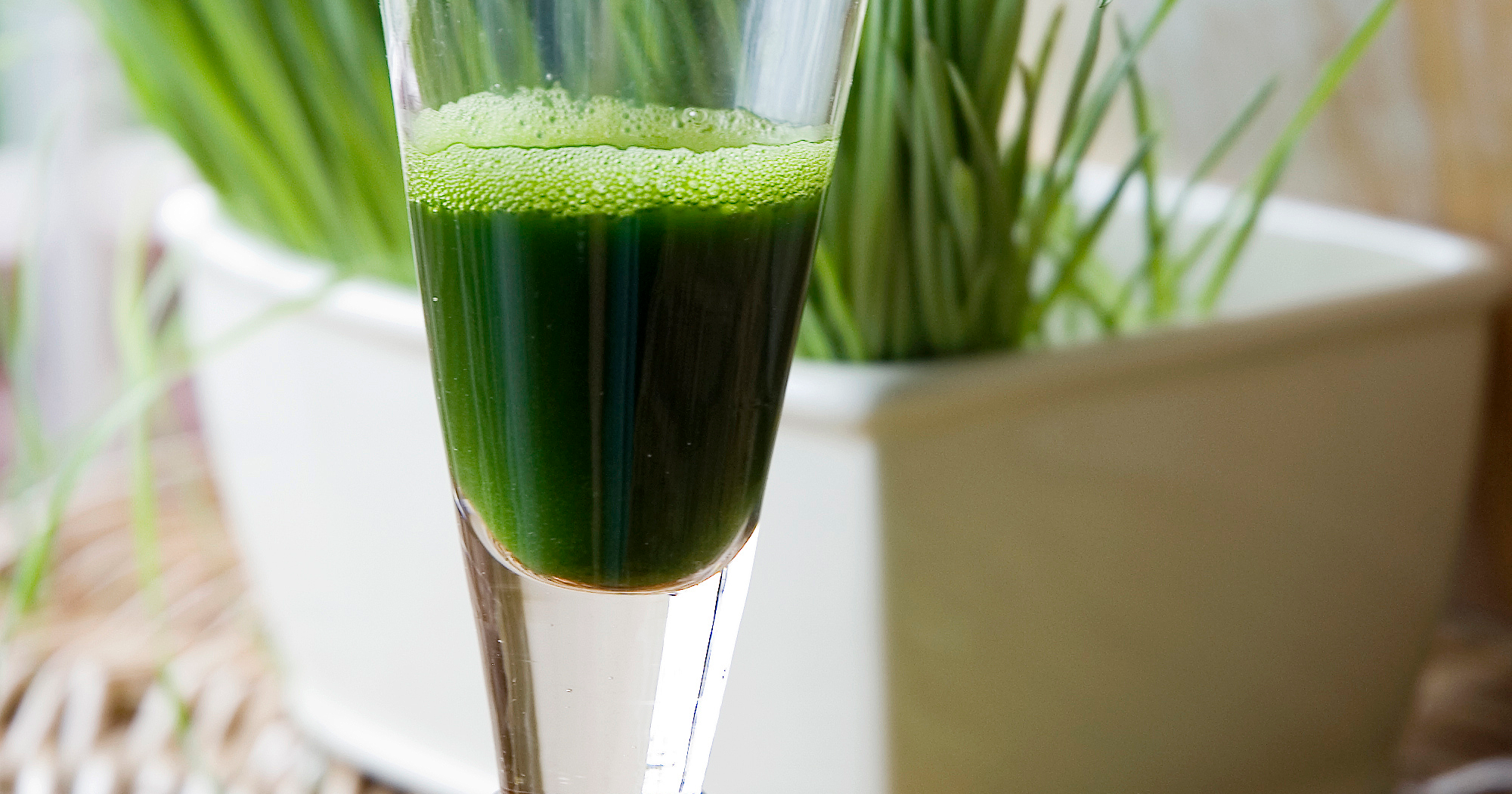 Витграсс ростки пшеницы. Лучший витграсс. Витграсс микрозелень. Шот витграсс. Витграсс ростки пшеницы.