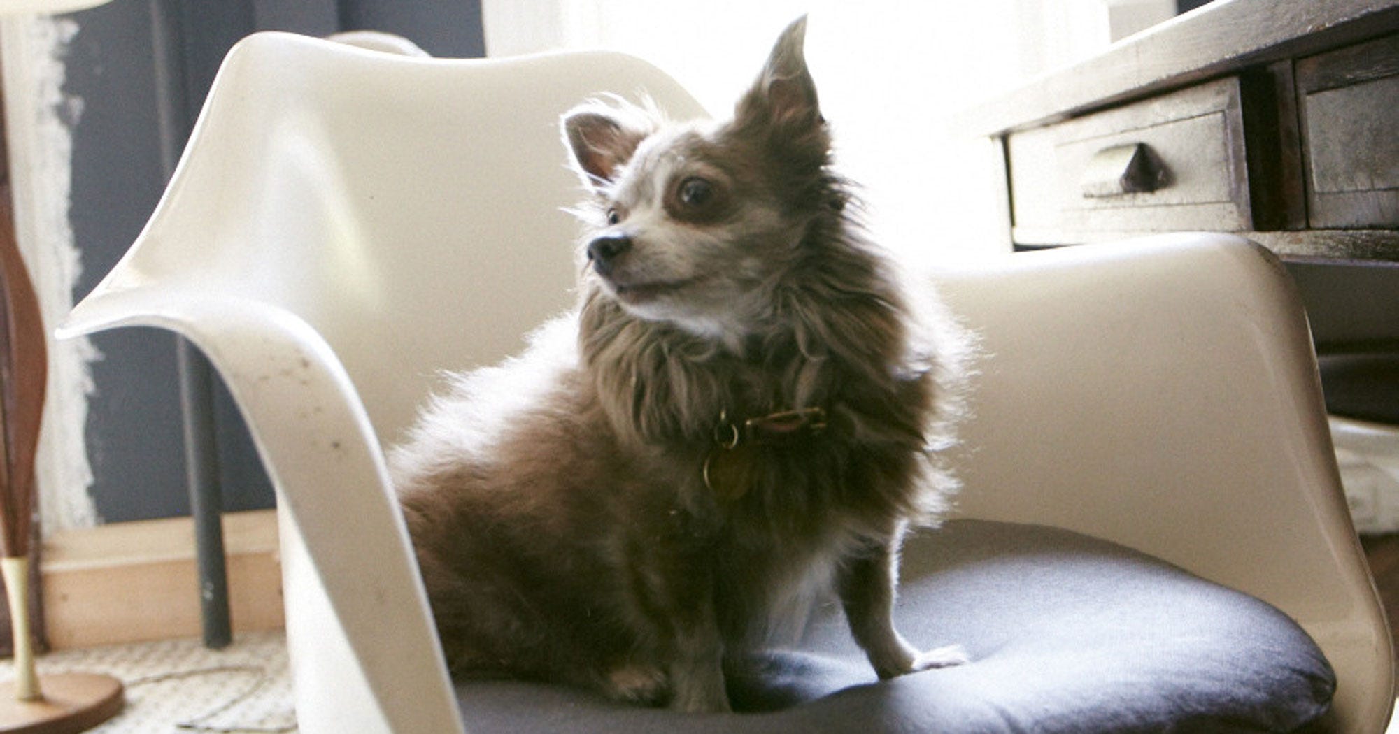 Domestic Violence, Abuse Pets Shelter