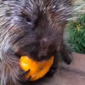 Talking Porcupine Teddy Bear Funny Cute Animal Videos