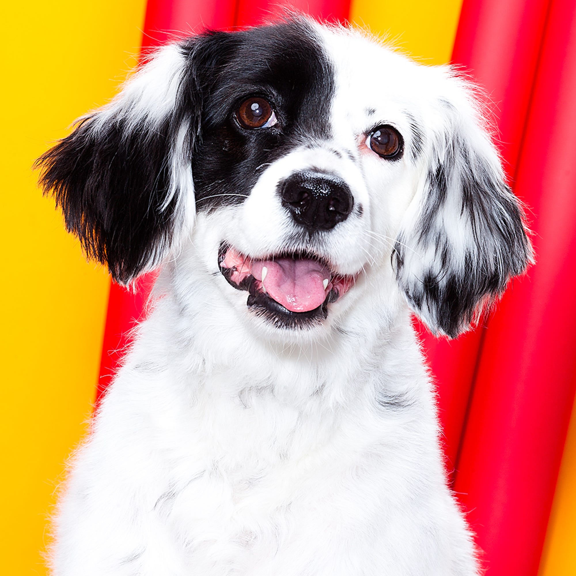 dog perfume australia