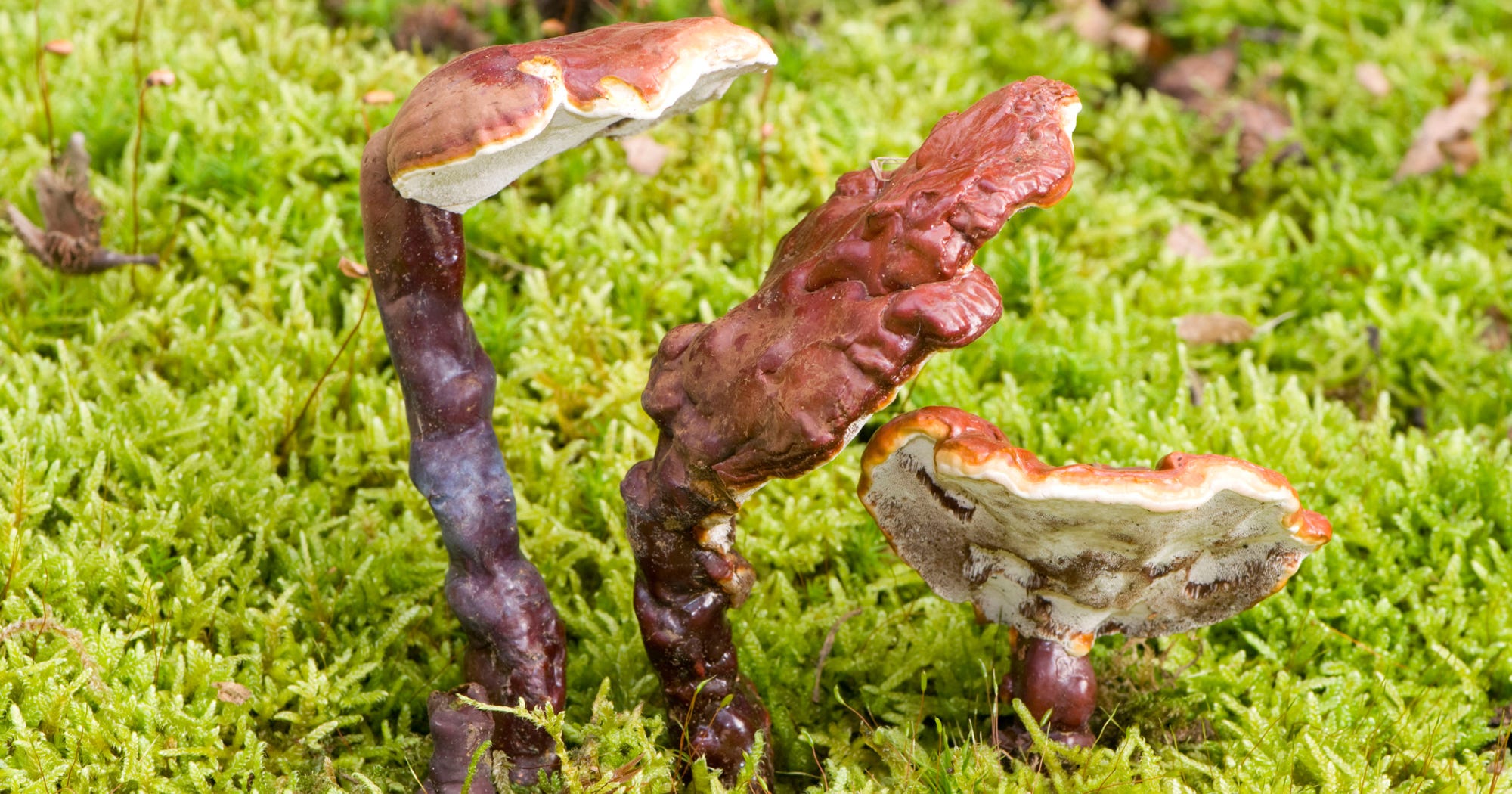 Reishi Magic Mushroom Powder Tea Legal Drug Effects