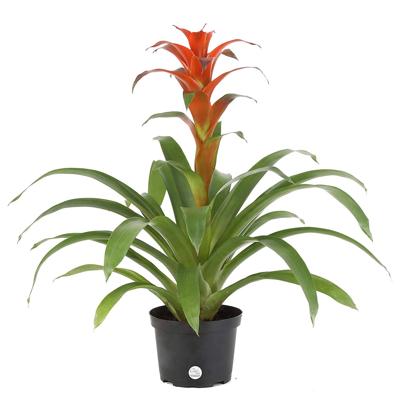 Costa Farms + Live Bromeliad Indoor Tabletop Plant in 6Inch Grower’s