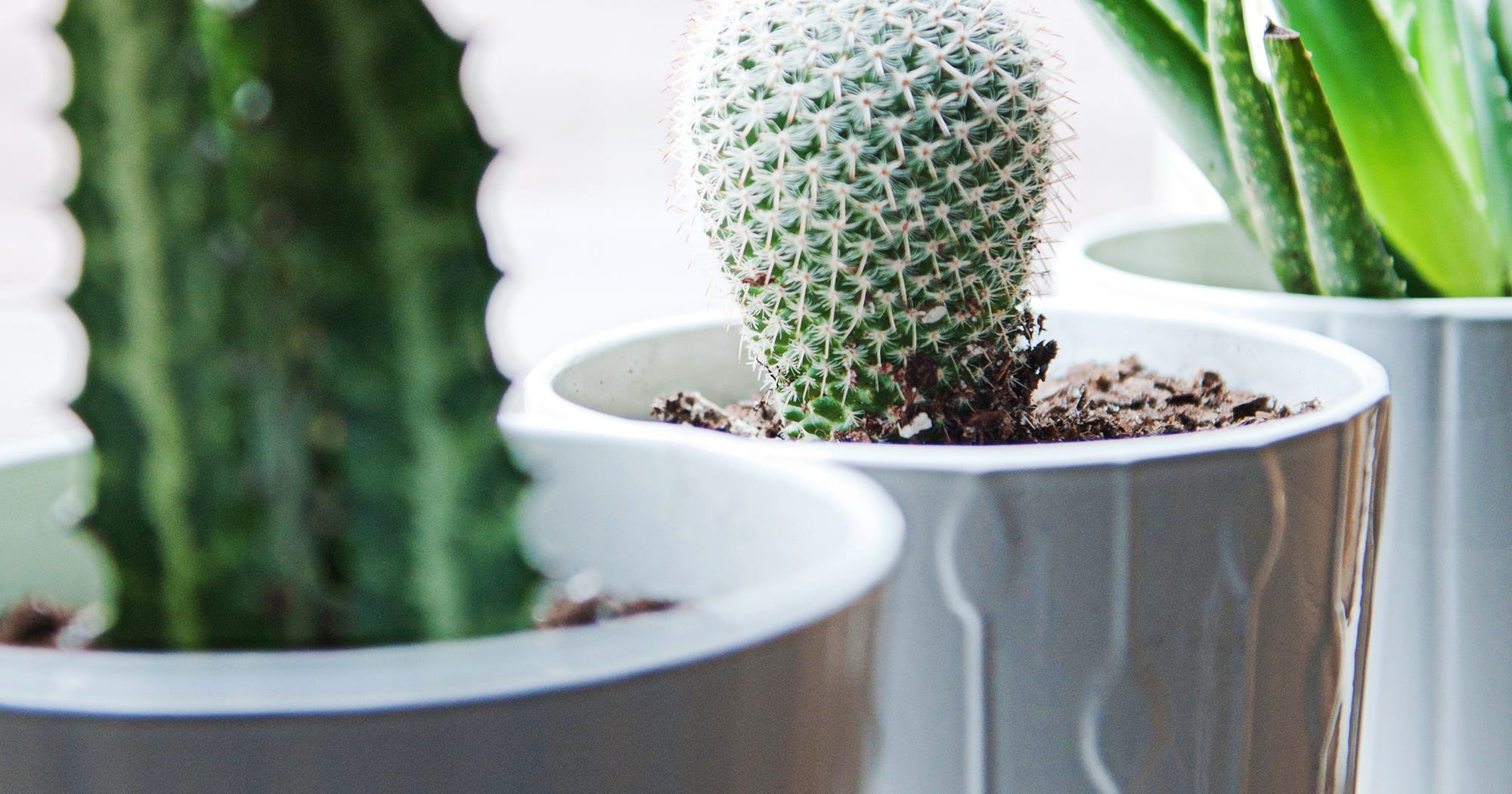 Image showcasing Apartment Gardening Tips: Ideas For Small Indoor Spaces