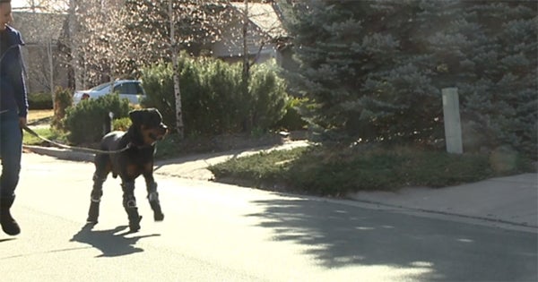 Quadruple Amputee Rottweiler Walking Prosthetics