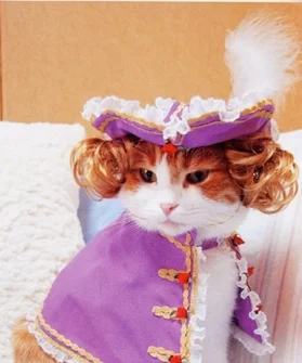 Fashion Cats - Styling Tips From Fashion Cats