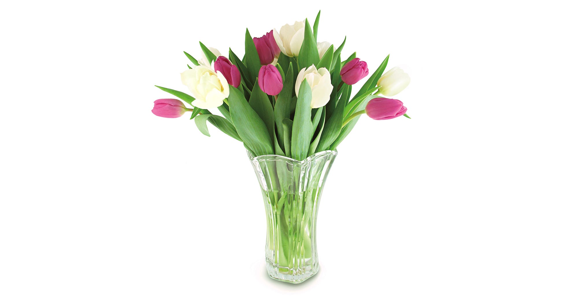 Trader Joes Double Dozen Tulips Deal