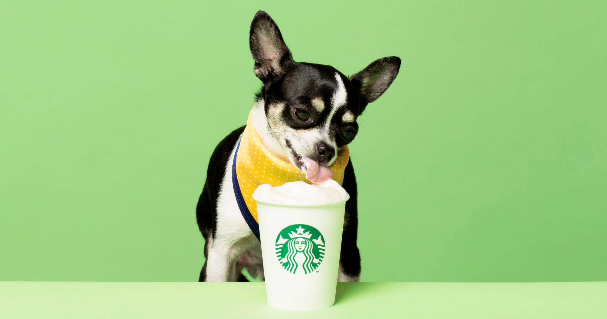 Restaurant Dog Menu Pet Friendly Fast Food Menus