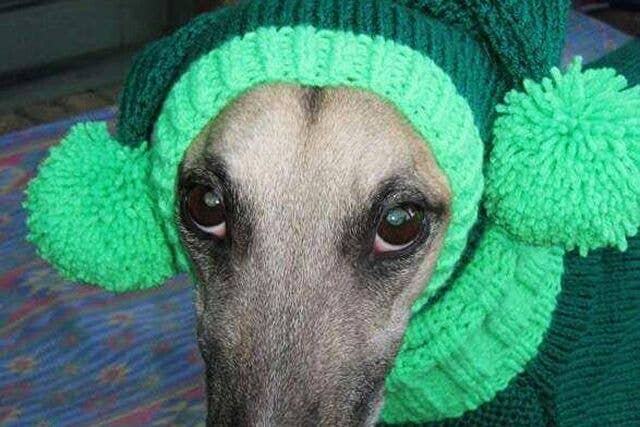 greyhounds in sweaters