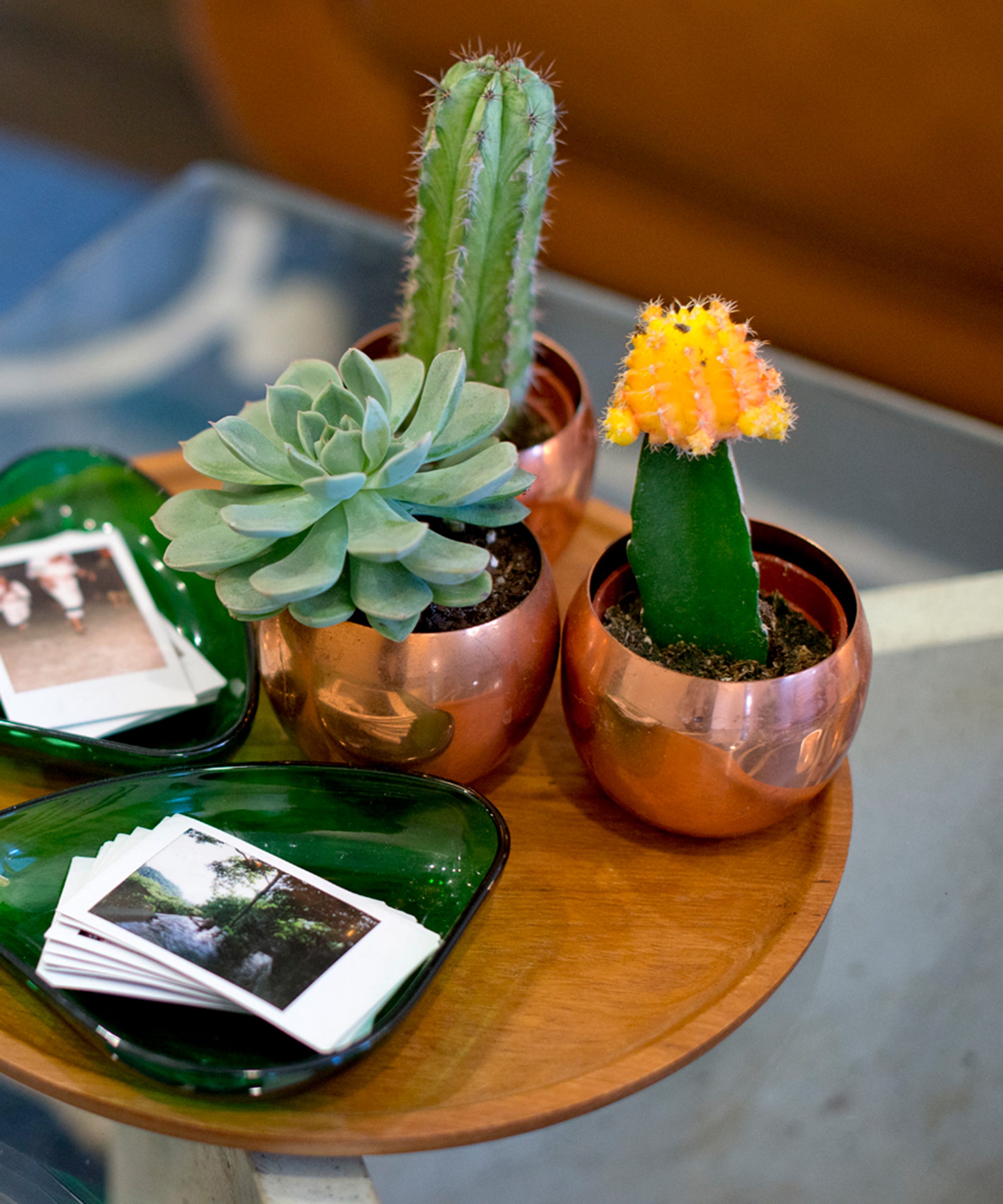Succulent Plant Instagram Accounts For Photos & Inspo