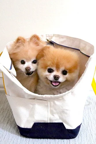 boo the dog instagram